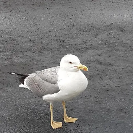 вангелов דירה *